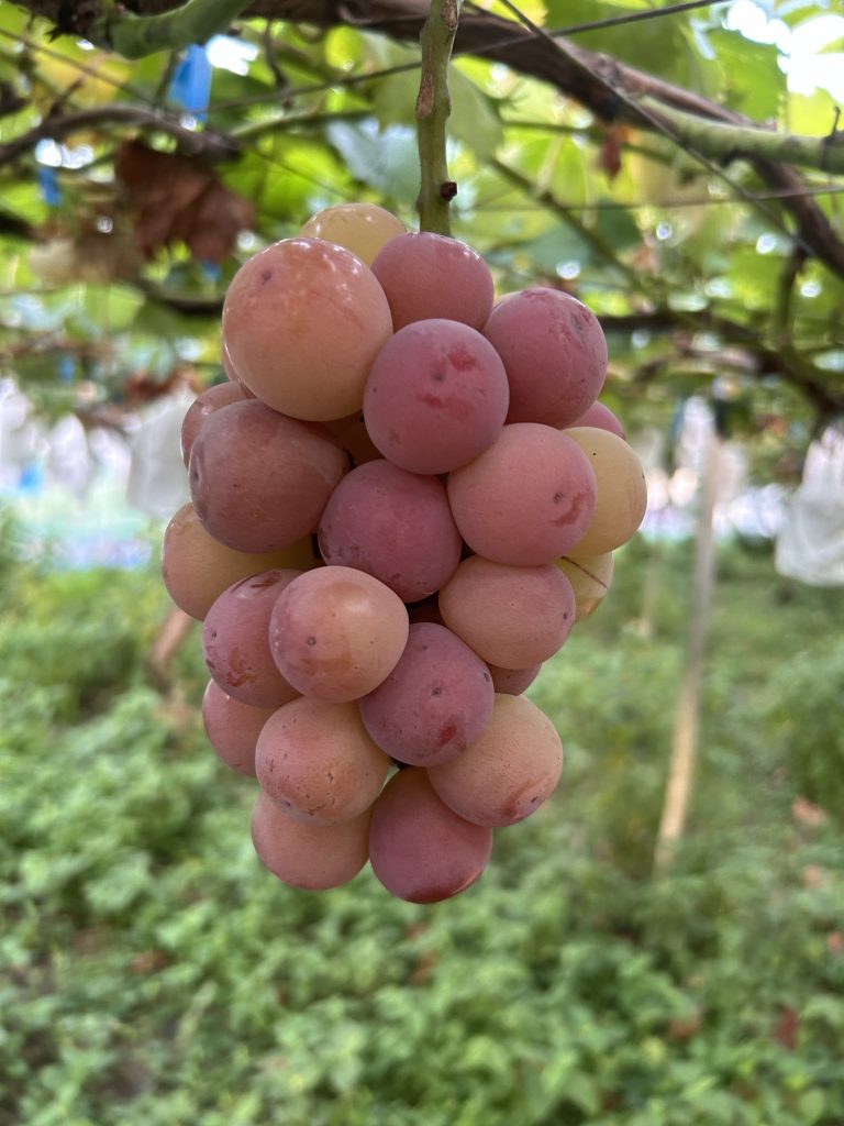 ぶどうの種類 | 江崎ぶどう園